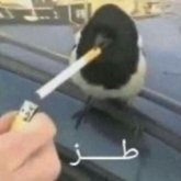 kikoz